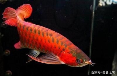 新加坡紅龍魚(yú)成體多大（新加坡紅龍魚(yú)的成體大?。?龍魚(yú)百科 第3張