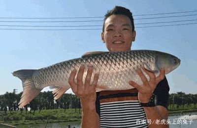 烏龍魚是什么魚（烏龍魚是一種淡水魚類，體重可達(dá)1米左右，體重可達(dá)20公斤） 龍魚百科 第2張