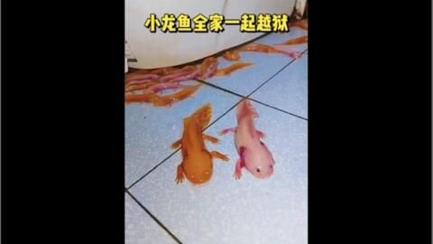 小龍魚躲在角落里怎么辦（小龍魚為什么總是躲在角落里？） 龍魚百科 第3張