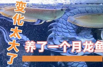 新手養(yǎng)銀龍魚(yú)買(mǎi)多大的魚(yú)好（養(yǎng)銀龍魚(yú)的魚(yú)缸尺寸） 龍魚(yú)百科 第2張