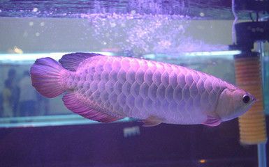 銀龍魚吃什么飼料最好（銀龍魚最佳飼料選擇） 龍魚百科 第5張