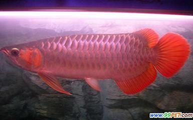 新加坡金龍魚怎么樣（新加坡品牌金龍魚股價(jià)下跌23%至1092元/股） 龍魚百科 第1張