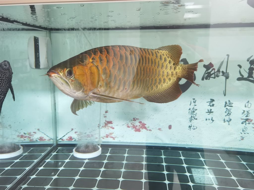  觀賞魚論壇