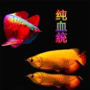 小紅龍魚魚苗價格 龍魚百科 第1張