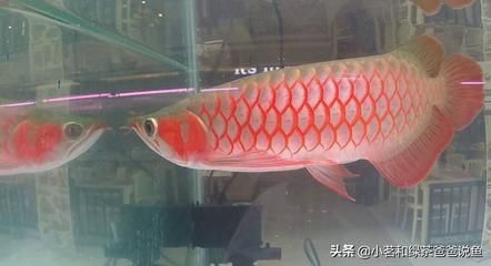 一米五的缸養(yǎng)五條金龍魚可以嗎（一米五的魚缸養(yǎng)五條金龍魚可行嗎？） 龍魚百科 第5張