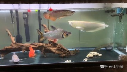 銀龍魚后面放進的飛鳳魚能活嗎（銀龍魚和飛鳳魚可以混養(yǎng)嗎） 龍魚百科 第1張