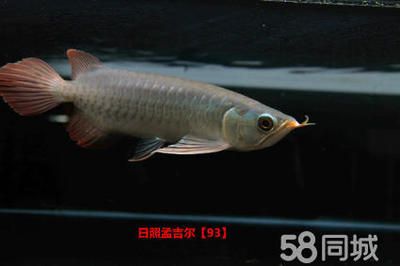 小孟紅龍魚(yú)是什么品牌（小孟紅龍魚(yú)并不是一個(gè)獨(dú)立的品牌，而是孟吉爾紅龍魚(yú)中的一個(gè)細(xì)分品種）