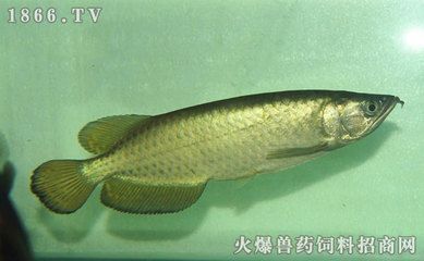 星點(diǎn)龍魚(yú)能長(zhǎng)多大（星點(diǎn)龍魚(yú)在理想條件下可以長(zhǎng)到多大的尺寸以下是關(guān)于星點(diǎn)龍魚(yú)的信息） 龍魚(yú)百科 第4張