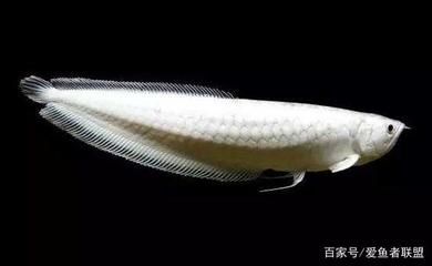 現(xiàn)在的雪龍魚為什么這么便宜了 龍魚百科 第4張