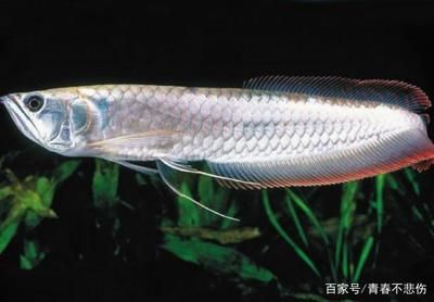 養(yǎng)銀龍魚怎么困水（銀龍魚養(yǎng)殖需要注意水質(zhì)的處理，其中“困水”是重要的步驟） 龍魚百科 第5張