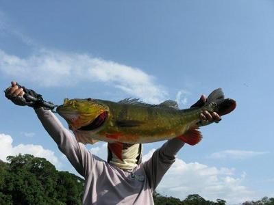 銀龍魚幵口（如何讓銀龍魚開口吃食） 龍魚百科 第5張