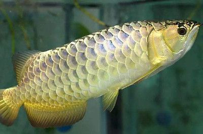 土霉素和龍魚(yú)5號(hào)能混用嗎（土霉素和龍魚(yú)5號(hào)能混用嗎土霉素和龍魚(yú)5號(hào)能混用嗎） 龍魚(yú)百科 第4張