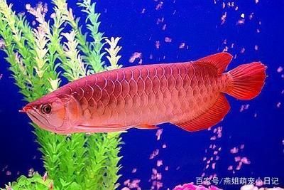 養(yǎng)龍魚(yú)的寓意好的話（養(yǎng)龍魚(yú)具有豐富的寓意和象征意義） 龍魚(yú)百科 第4張