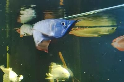 銀龍魚浮在水面上不愛游動什么原因（為什么銀龍魚浮在水面上不愛游動？） 龍魚百科 第3張