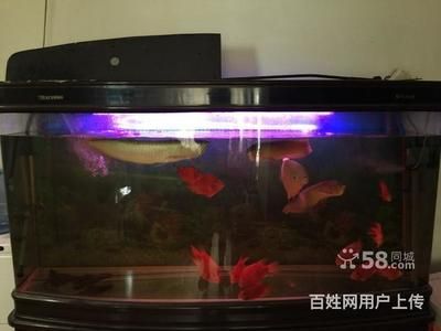 銀龍魚缸放螺好嗎（銀龍魚缸是否適合放入螺類） 龍魚百科 第3張