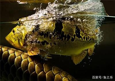 野生巴西亞魚打龍魚怎么辦（野生巴西亞魚攻擊龍魚可能是因為領(lǐng)域沖突、食物競爭或是龍魚挑釁） 龍魚百科 第4張