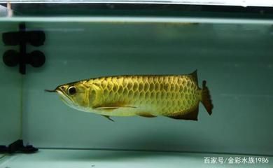 星點(diǎn)龍魚(yú)和銀龍哪個(gè)好（星點(diǎn)龍魚(yú)與銀龍魚(yú)各有優(yōu)缺點(diǎn)） 龍魚(yú)百科 第4張