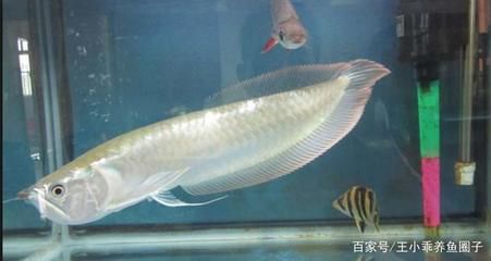 銀龍魚,魚魚鰭代泡是怎么了（銀龍魚魚鰭出現(xiàn)泡泡是怎么回事？） 龍魚百科 第5張