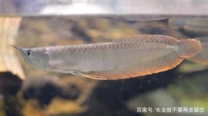 銀龍魚,魚魚鰭代泡是怎么了（銀龍魚魚鰭出現(xiàn)泡泡是怎么回事？） 龍魚百科 第2張