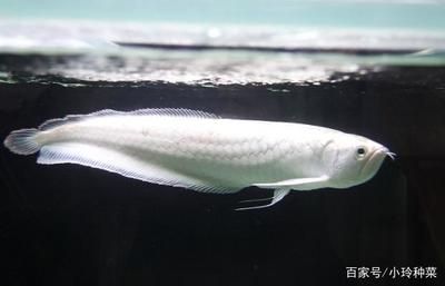 銀龍魚,魚魚鰭代泡是怎么了（銀龍魚魚鰭出現(xiàn)泡泡是怎么回事？） 龍魚百科 第1張