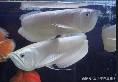 銀龍魚,魚魚鰭代泡是怎么了（銀龍魚魚鰭出現(xiàn)泡泡是怎么回事？） 龍魚百科 第3張