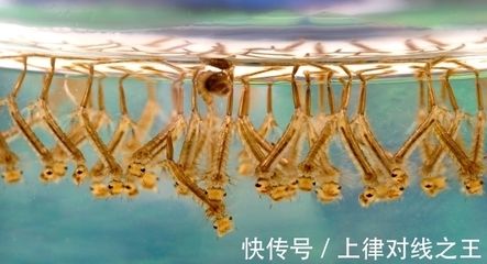 烏龍魚是什么樣子（烏龍魚是一種體形較大、顏色多樣的淡水魚類） 龍魚百科 第1張