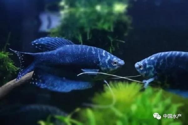 男神魟魚（[需手動(dòng)填充]魚，龍巧兒） 觀賞魚論壇 第2張