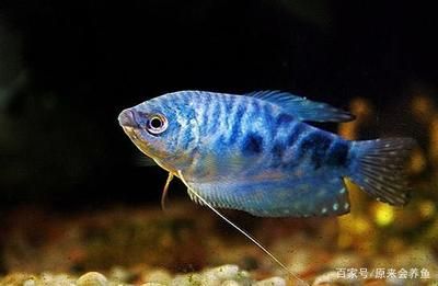 男神魟魚（[需手動(dòng)填充]魚，龍巧兒） 觀賞魚論壇 第5張