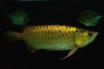 土龍金龍魚（土龍魚和金龍魚有什么區(qū)別？）