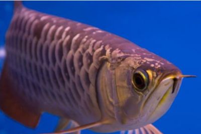 為什么龍魚喂泥鰍和小魚不吃,又吐出來(lái)（龍魚拒食泥鰍和小魚并吐出的原因） 龍魚百科 第2張