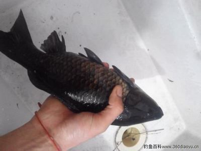 烏龍魚(yú)（烏龍魚(yú)是一種什么樣的魚(yú)？）