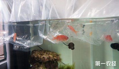 新買的龍魚怎么過水（新買的龍魚怎么過水？） 龍魚百科 第2張