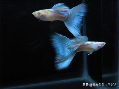 新買的龍魚怎么過水（新買的龍魚怎么過水？） 龍魚百科 第1張