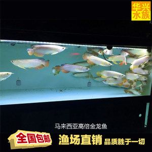 養(yǎng)殖金龍魚魚場(chǎng)（養(yǎng)殖金龍魚的魚場(chǎng)需要具備先進(jìn)的設(shè)施、科學(xué)的管理、靈活的經(jīng)營策略） 龍魚百科 第4張