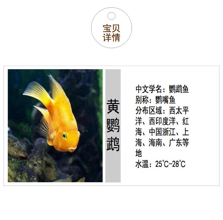 小龍魚可以吃紅蟲嗎（小龍魚可以吃紅蟲嗎？） 龍魚百科 第1張