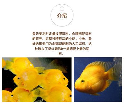 小龍魚可以吃紅蟲嗎（小龍魚可以吃紅蟲嗎？） 龍魚百科 第4張