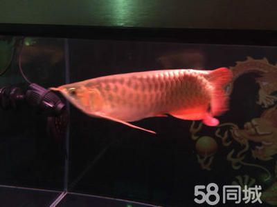 一條紅龍魚(yú)大概要多少錢(qián)（紅龍魚(yú)的價(jià)格因其品種、品相、基因等因素有很大差異） 龍魚(yú)百科 第4張