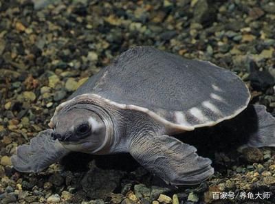 小豬鼻龜能和大龍魚一起養(yǎng)嗎（小豬鼻龜和大龍魚可以混養(yǎng)但需要注意一些事項以確保健康和安全）