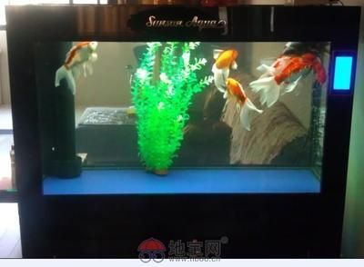 新買來(lái)的龍魚在缸低游（新買來(lái)的龍魚在缸底游可能由多種因素引起） 龍魚百科 第3張