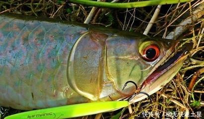 養(yǎng)銀龍魚魚缸水位多高（養(yǎng)銀龍魚魚缸的水位高度并沒有一個固定的數(shù)值，而是需要根據(jù)尺寸）