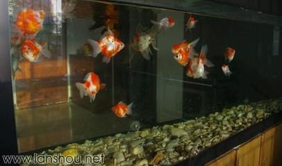 小尺寸龍魚能合蘭壽混養(yǎng)嗎（小尺寸的龍魚可以與蘭壽混養(yǎng)但飼養(yǎng)者需要注意一些問題） 龍魚百科 第5張