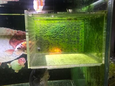 小尺寸龍魚能合蘭壽混養(yǎng)嗎（小尺寸的龍魚可以與蘭壽混養(yǎng)但飼養(yǎng)者需要注意一些問題） 龍魚百科 第3張