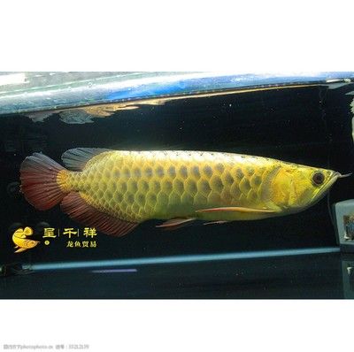 祥龍魚（“祥龍魚”可以指代某個(gè)品牌的觀賞魚） 龍魚百科 第3張