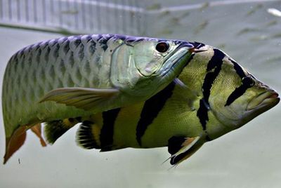 為什么要給龍魚配魚（給龍魚配魚有什么好處？） 龍魚百科 第1張