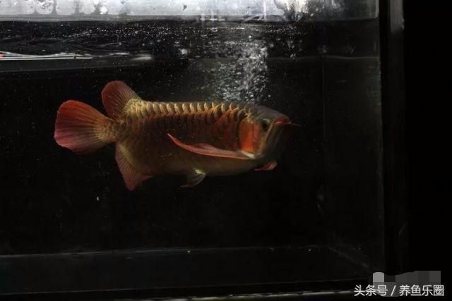 養(yǎng)龍魚換水后放什么（養(yǎng)龍魚換水后的注意事項(xiàng)） 龍魚百科 第4張