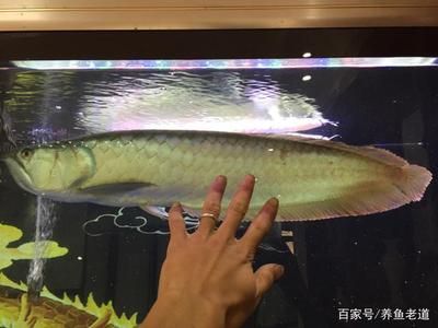 為什么養(yǎng)銀龍魚（養(yǎng)銀龍魚不僅能帶來風(fēng)水上的好處，還能提升家居環(huán)境）