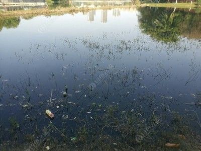 銀龍魚多少度會凍死（銀龍魚在水溫低于18℃至20℃時可能會面臨死亡的風險） 龍魚百科 第3張