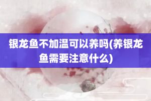 銀龍魚多少度會凍死（銀龍魚在水溫低于18℃至20℃時可能會面臨死亡的風險） 龍魚百科 第1張