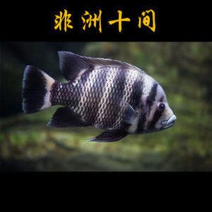 萬龍魚怕十間魚嗎為什么（萬龍魚害怕十間魚嗎） 龍魚百科 第2張