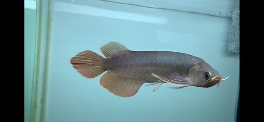 新加坡龍魚(yú)好還是馬來(lái)西亞龍魚(yú)好（新加坡龍魚(yú)和馬來(lái)西亞龍魚(yú)各有優(yōu)勢(shì)和特點(diǎn)） 龍魚(yú)百科 第4張